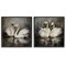 Stupell Industries Twin Swans with Reflections 2pc Framed Giclee Wall Art Set Design by Novae